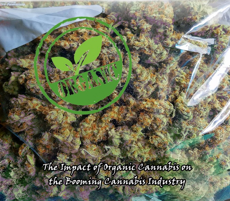 organic cannabis on america