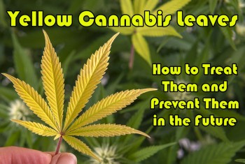 Yellow Cannabis Leaves - How to Treat Them and Prevent Them in the Future