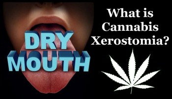 Why Do You Get Cotton Mouth from Cannabis?