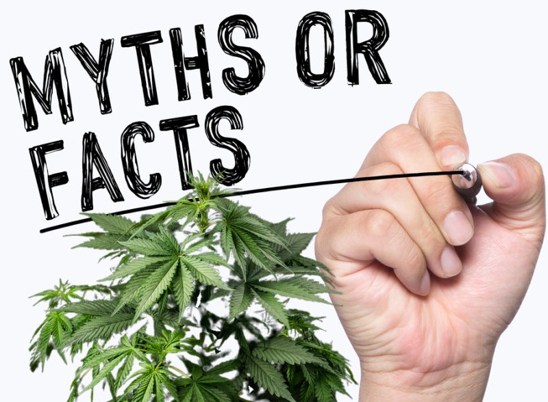 cannabis myth busted