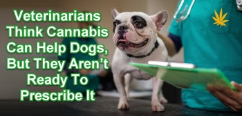 Veterinarians Think Cannabis Can Help Dogs, But They Are Not Ready To Prescribe It