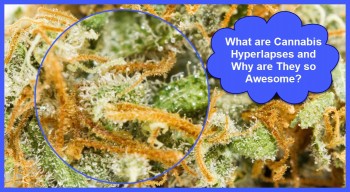 What are Cannabis Hyperlapses?