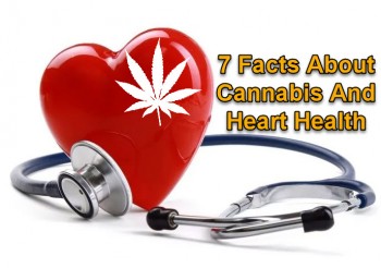 7 Facts About Cannabis And Heart Health