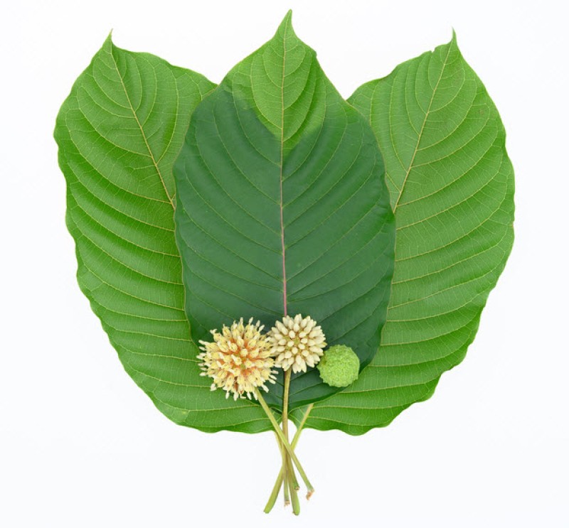 What are Kratom leaves