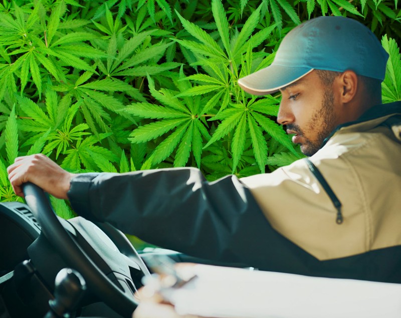 marijuana delivery driver rules in MA