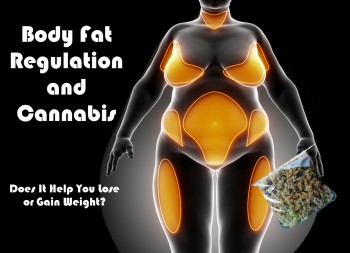 Body Fat Regulation and Cannabis -  Does Weed Help You Gain or Lose Weight?