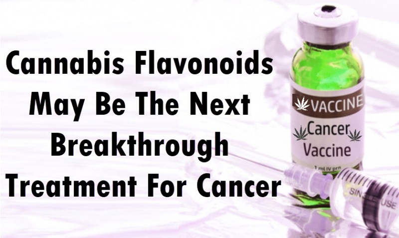 cannabis falavonoids for cancer