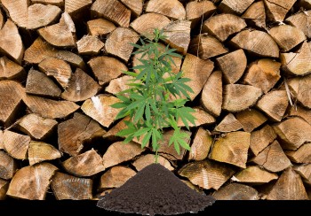 Are Exploding Lumber Prices Good News for Industrial Hemp?