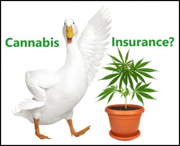 Insuring Weed - Inside the Burgeoning World of Cannabis Insurance