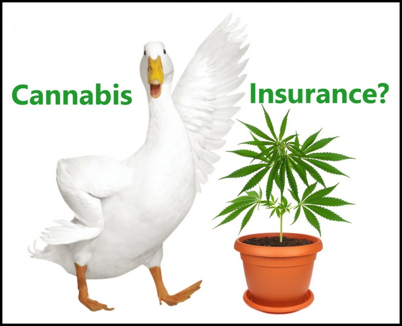 marijuana insurance quotes