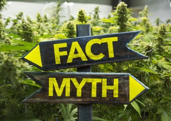 10 Myths About Cannabis That Just Won’t Die (And the Truth Behind Them)