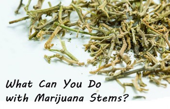 What Can You Do with Marijuana Stems?