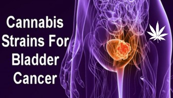 Cannabis Strains For Bladder Cancer