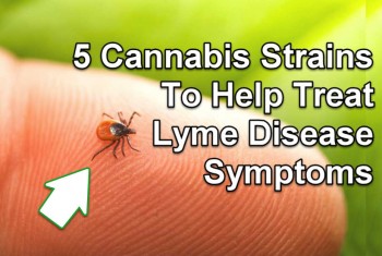 5 Cannabis Strains For Lyme Disease Symptoms