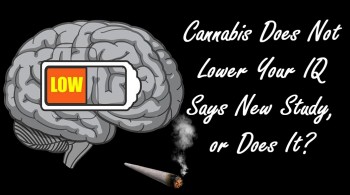 Cannabis Does Not Lower Your IQ Says New Study, or Does It?