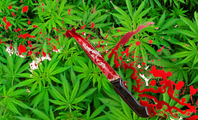 cannabis blamed for stabbing
