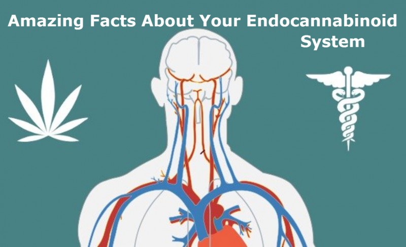 endocannabinoid (ECS) system