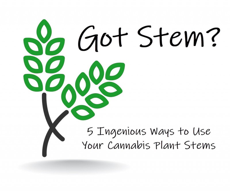 marijuana plant stems