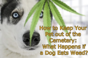 How to Keep Your Pet out of the Cemetery: What Happens If a Dog Eats Weed?