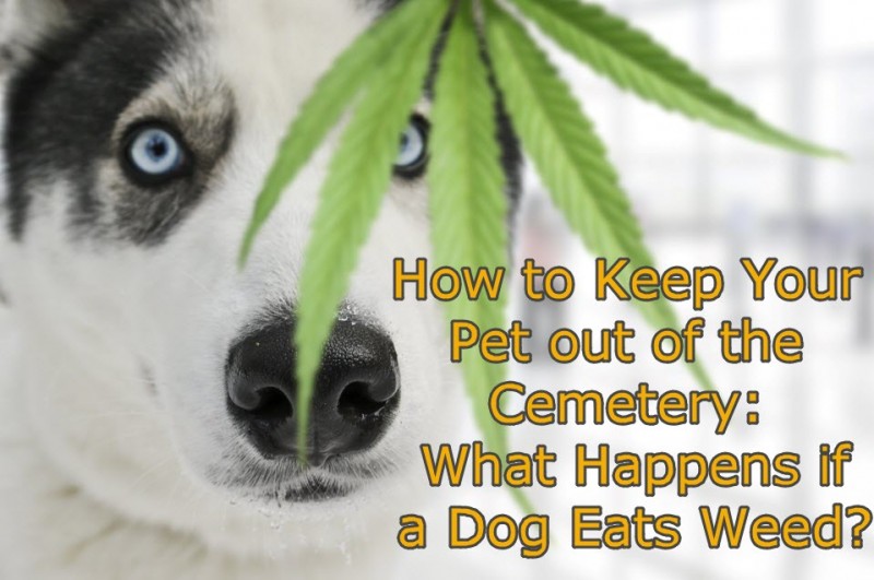 dog eats weed