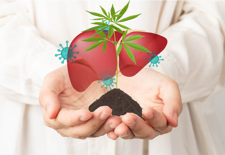 Cannabis Users Are Less Likely To Get Liver Cancer Says New Medical Study   3743 Y1Ef Liverdiseasemarijuana 