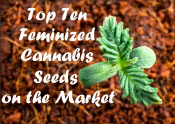 Top Ten Feminized Cannabis Seeds on the Market Today