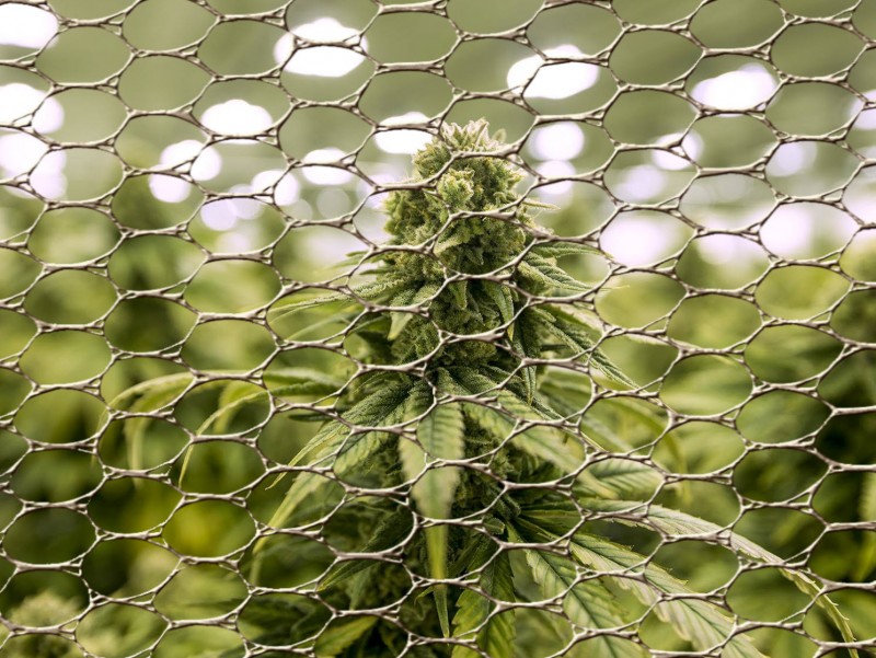 cannabis plants stretching
