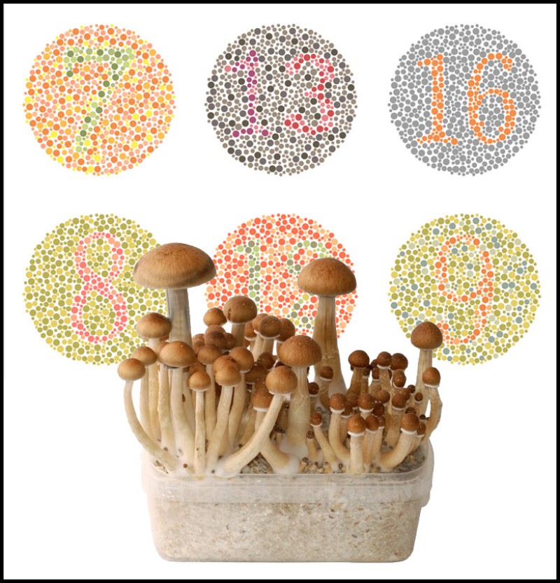 Magic Mushrooms cures colorblindess
