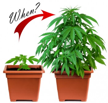 How and When to Transplant Your Cannabis Plants
