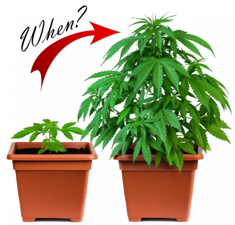 When to transplant your marijuana plants
