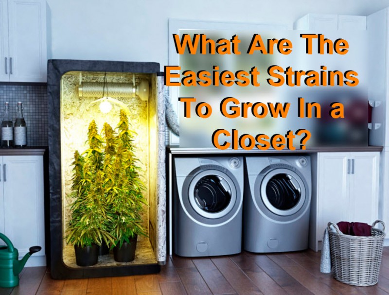 closet strains