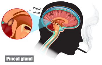 What is Your Pineal Gland and What Does Cannabis Do for It?