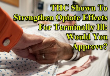THC Shown To Strengthen Opiate Effects For Terminally Ill: Would You Approve?