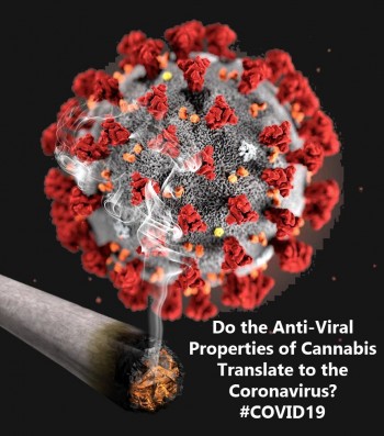 Do the Anti-Viral Properties of Cannabis Translate to the Coronavirus? #COVID19