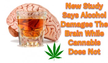 New Study Says Alcohol Damages Brain While Cannabis Does Not