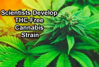 Scientists Develop THC-Free Cannabis Strain