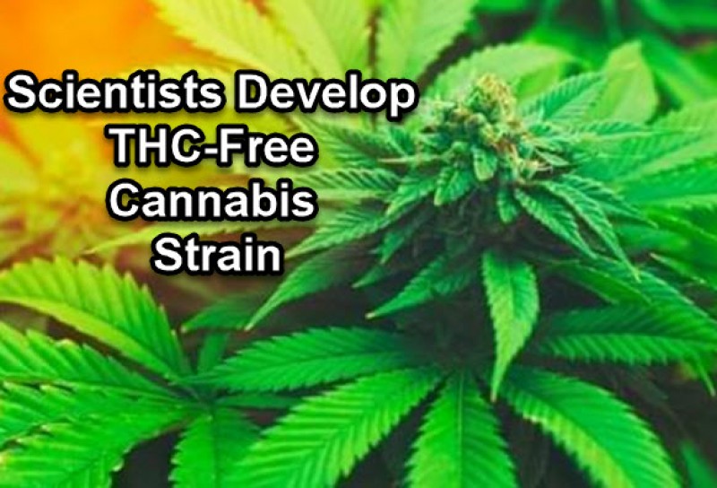 thc free strains