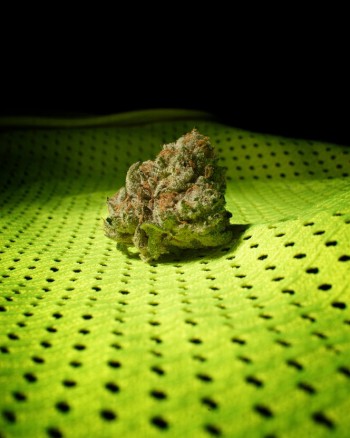 Want to Reduce Your Anxiety and Panic Attacks, Look for These Terpenes in Your Cannabis!