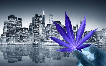 What the New York Cannabis Market Needs to Do in Order to Take over the East Coast