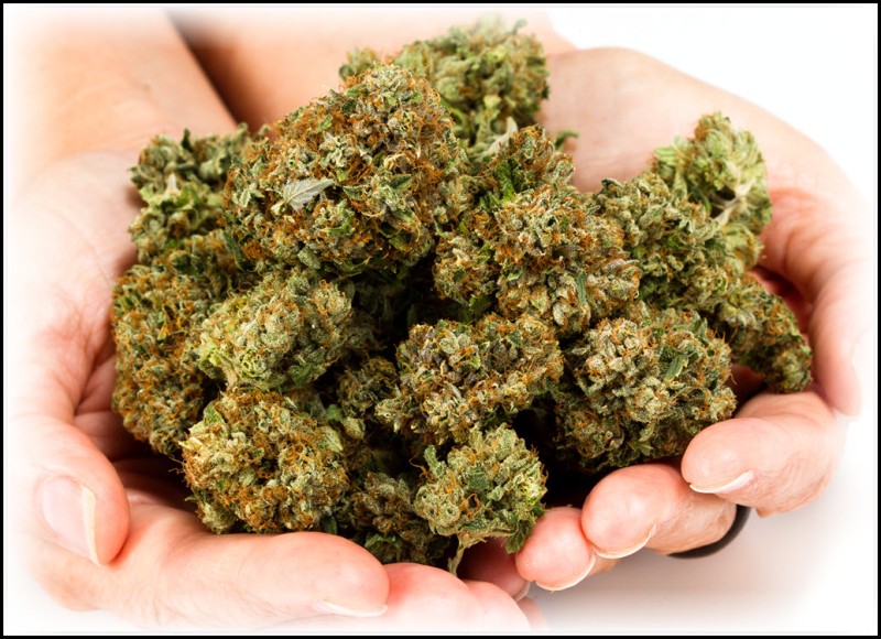 high yield cannabis strains