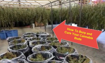 Harvesting and Curing Your Weed, Don't Forget To Burp Your Buds
