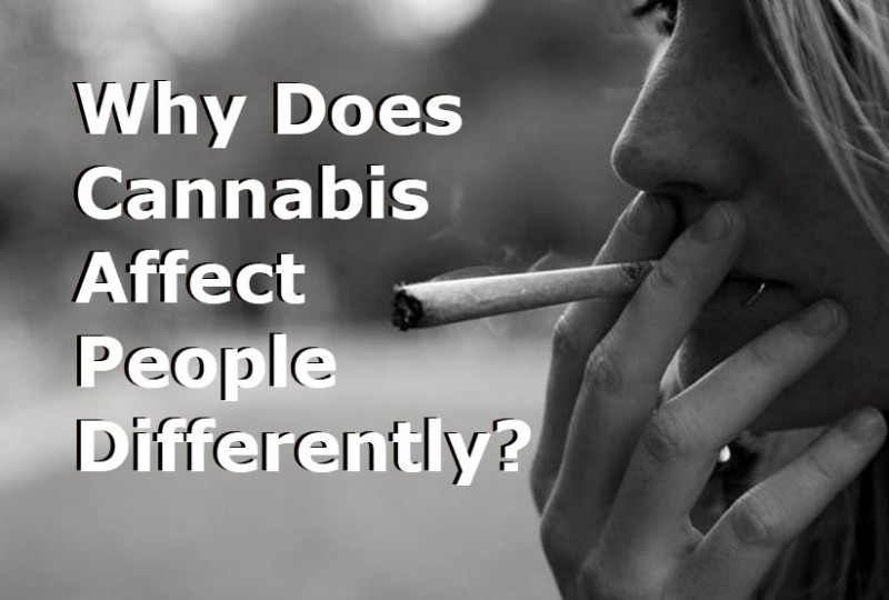 cannabs affects on people