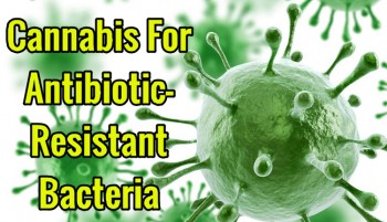 Cannabis For Antibiotic-Resistant Bacteria