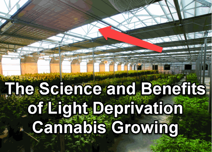 The Science and Benefits of Light Deprivation Cannabis Growing