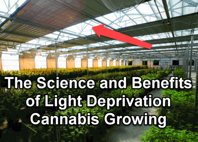Light deprivation cannabis grows