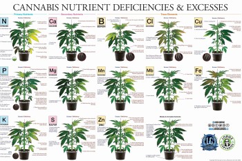 How to Explain Your Cannabis Plant's Nutrient Deficiencies and Excesses