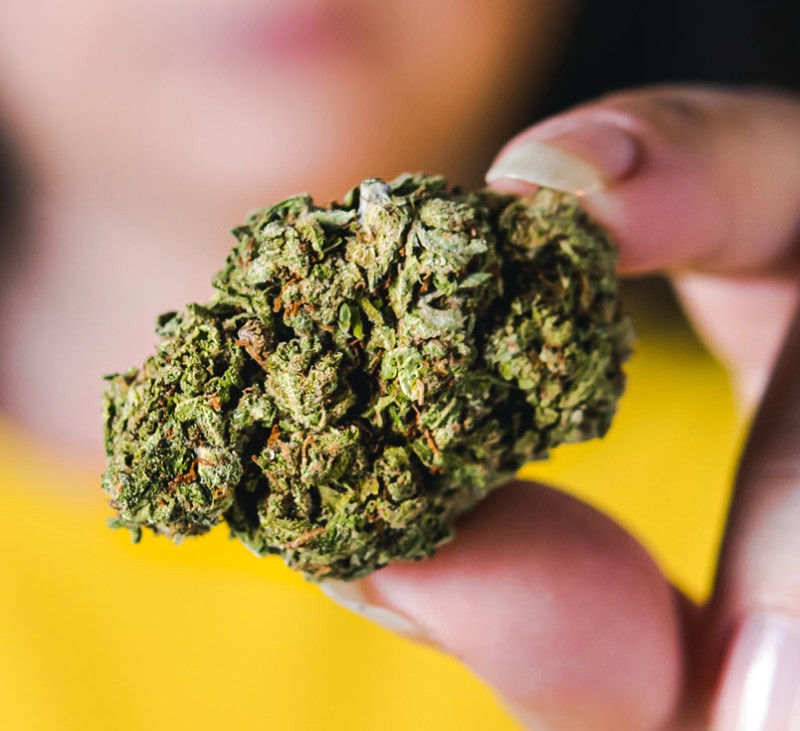 cannabielsoxa