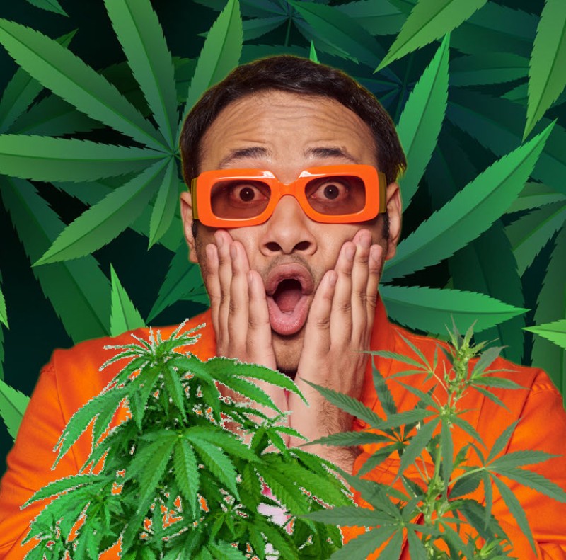 triploid cannabis plants