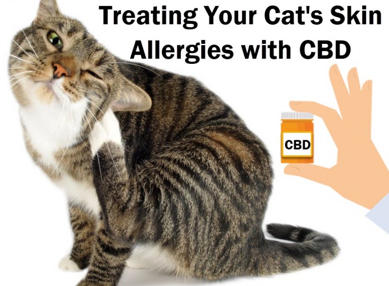 Cat skin allergies and CBD