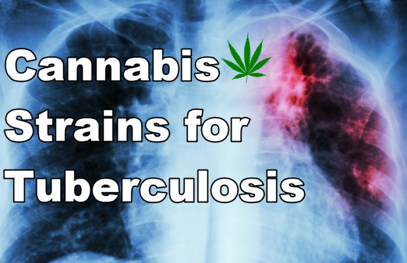 cannabis strains for TB